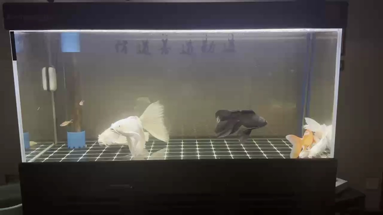 蝴蝶理