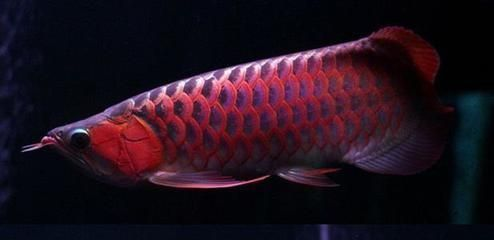 紅龍魚與中華龍文化的聯系：中華龍文化中的龍魚形象解析