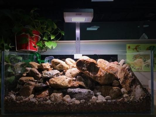 60生態魚缸造景效果圖：60魚缸沉木造景圖片大全