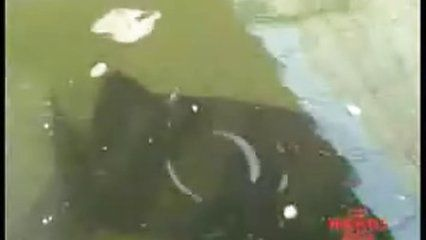 虎魚的養殖技術：虎魚的養殖技術有哪些？