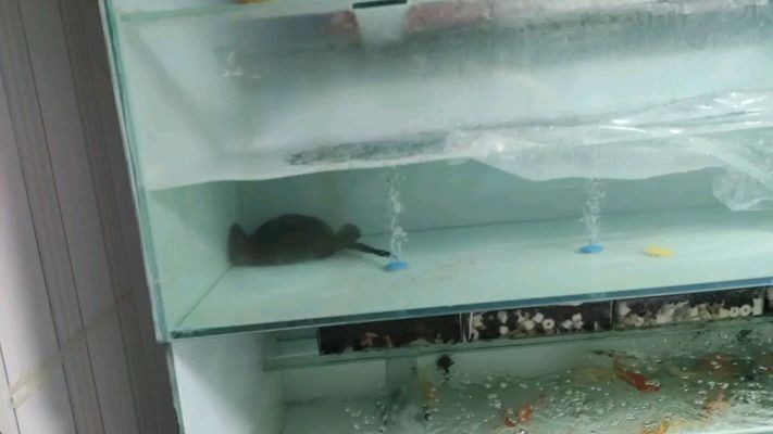 龍魚水的ph值多少最好vs祥龍魚場：祥龍魚場的龍魚品種介紹