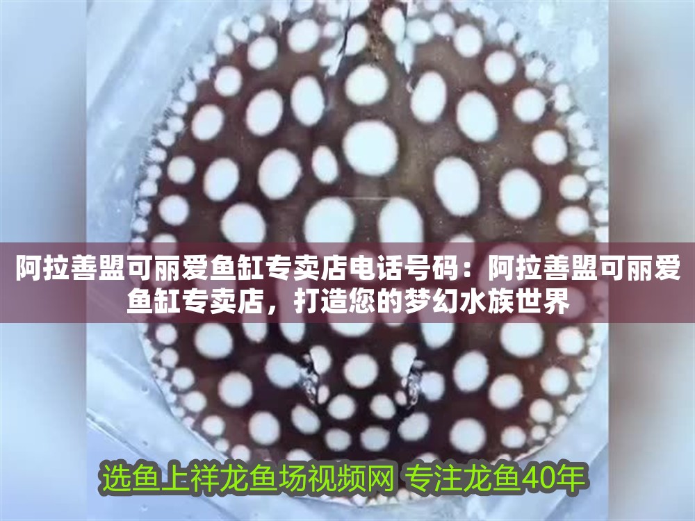 阿拉善盟可麗愛魚缸專賣店電話號碼:阿拉善盟可麗愛魚缸專賣店,打造您的夢幻水族世界 iwish愛唯希品牌魚缸 第1張 阿拉善盟可麗愛魚缸專賣店電話號碼:阿拉善盟可麗愛魚缸專賣店,打造您的夢幻水族世界 阿拉善盟可麗愛魚缸專賣店電話號碼:阿拉善盟可麗愛魚缸專賣店,打造您的夢幻水族世界 iwish愛唯希品牌魚缸 第1張