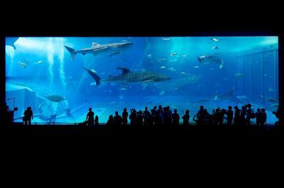 舟山水族館vs祥龍魚場（無法直接對比舟山水族館與祥龍魚場具體差異和特點）