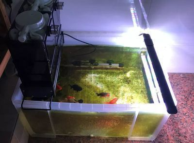龍魚什么缸養最合適vs祥龍魚場：祥龍魚場龍魚缸尺寸選擇