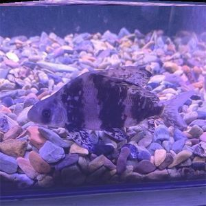 龍魚什么缸養最合適vs祥龍魚場：祥龍魚場龍魚缸尺寸選擇