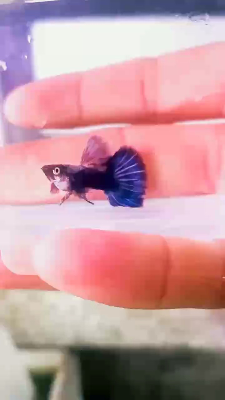 稀有孔雀魚