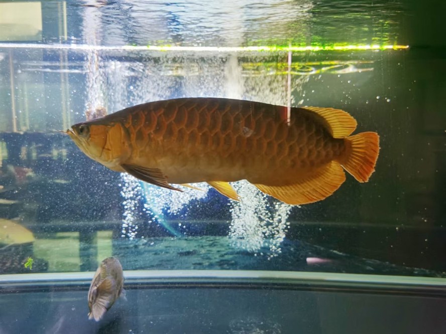 深圳市光明區邁邁水族店