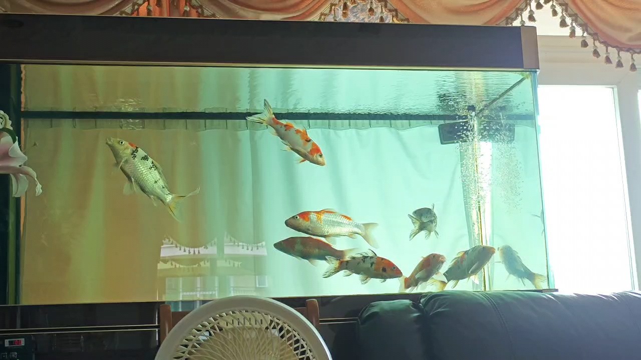 充血好了，不敢多喂了，兩個星期換水洗棉，改成每個星期吧，上兩次換水拿水泵滋了一下底濾，再抽掉臟東西。效果顯著！每天四五頓改成每天兩頓！