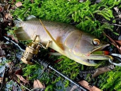 魟魚水位多少可以釣到：如何通過調(diào)整水位來釣到魟魚