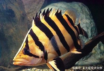 印尼虎魚(yú)一直黑怎么辦：\"印尼虎魚(yú)一直黑怎么辦\"