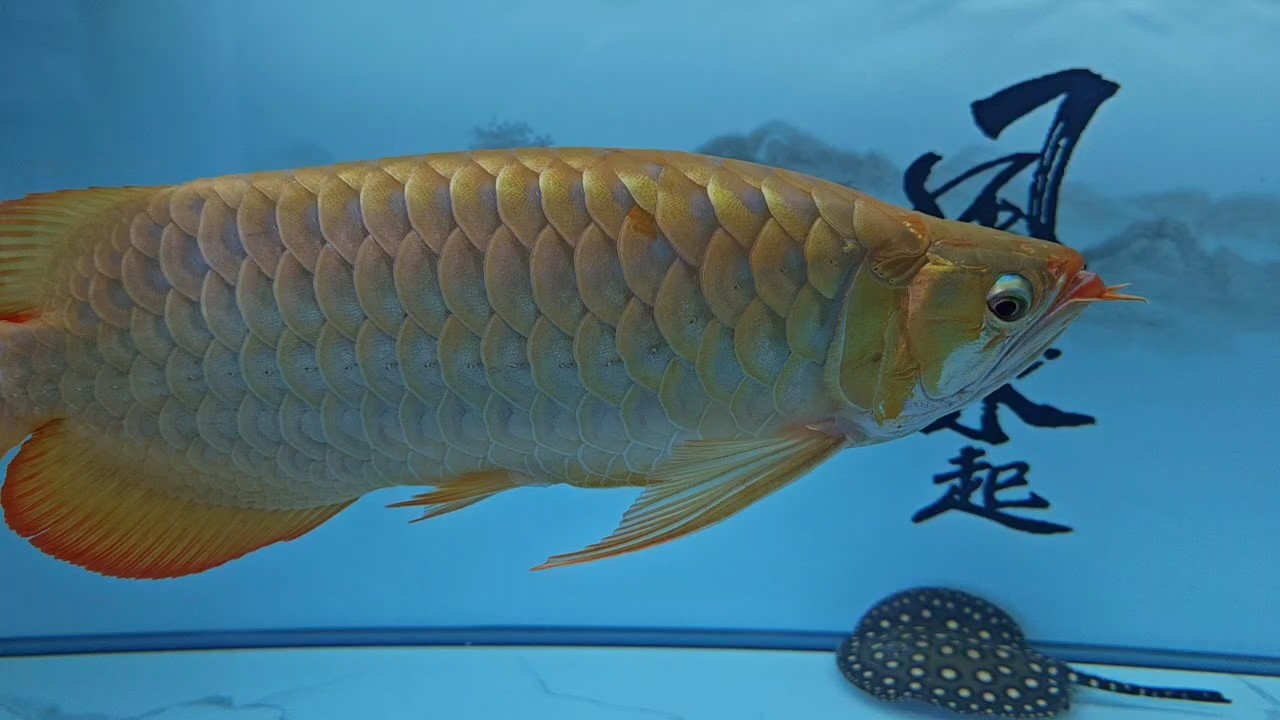 涼快了，食欲大增??