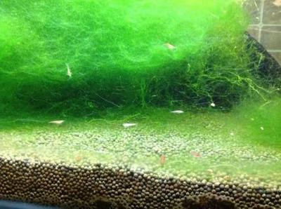魚缸過濾器材怎么用視頻教學 魚缸過濾器材怎么用視頻教學 魚缸百科