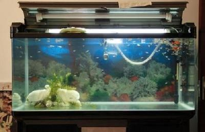 4米魚缸用多厚玻璃膠：4米長的魚缸安全注意事項在制作和使用魚缸時需要注意什么