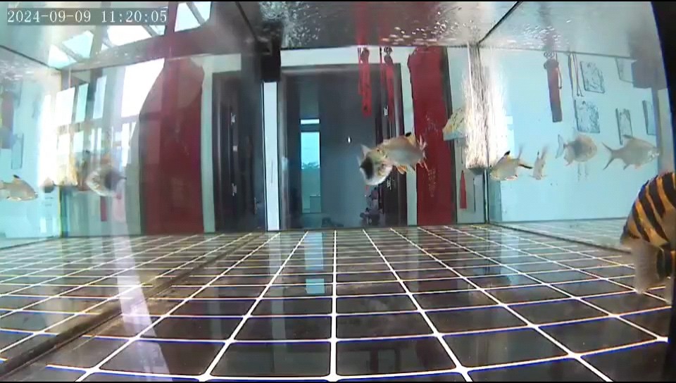 兩條虎魚總是打架怎么辦 兩條虎魚總是打架怎么辦 龍魚論壇