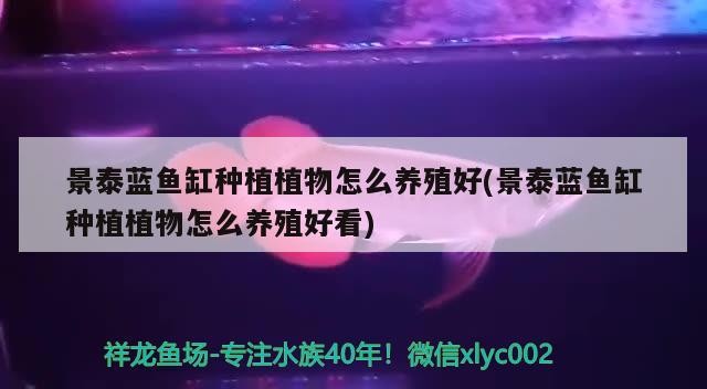 景泰藍魚缸種植植物怎么養殖好(景泰藍魚缸種植植物怎么養殖好看)