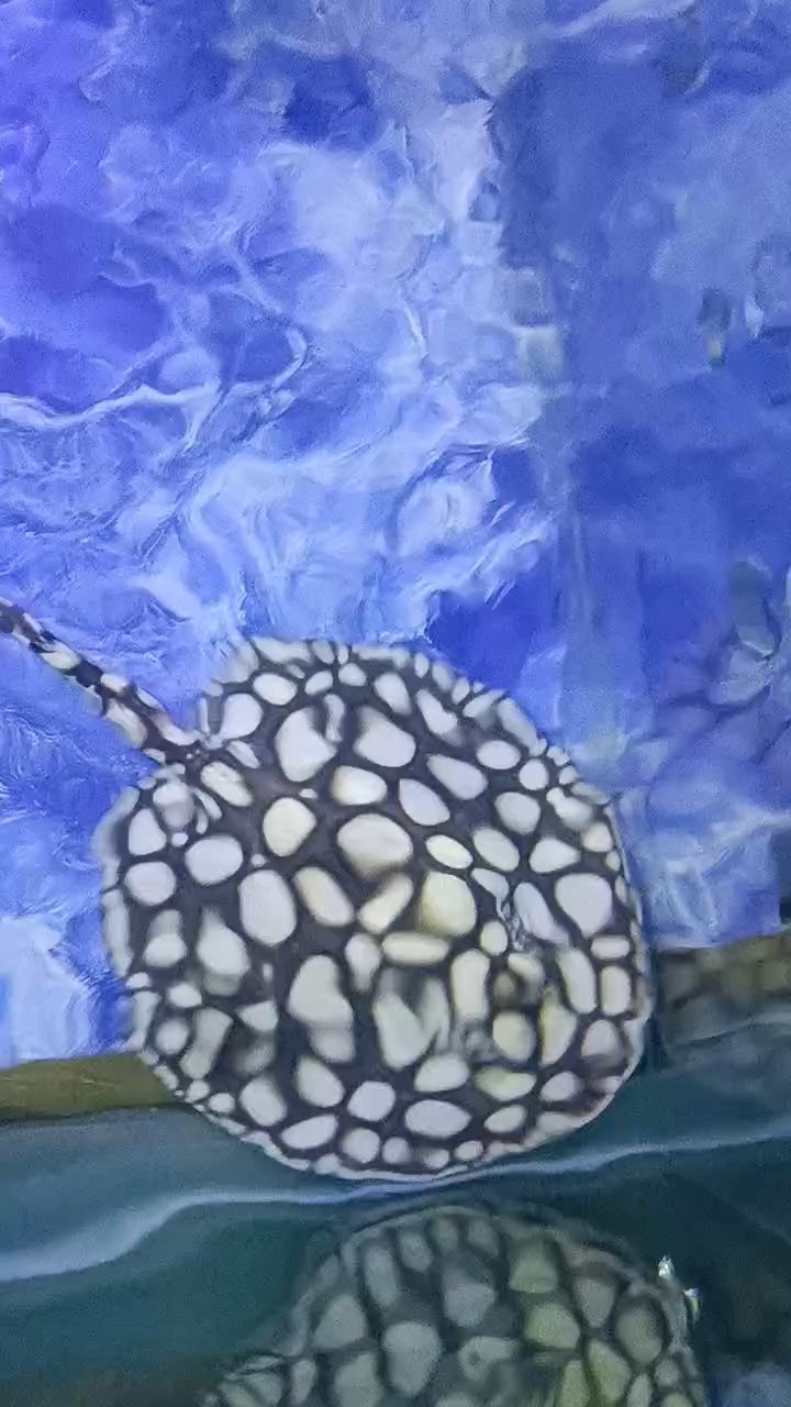 龍魚干蝦有營養嗎 28+- 龍魚論壇 28+- 28+- 龍魚論壇