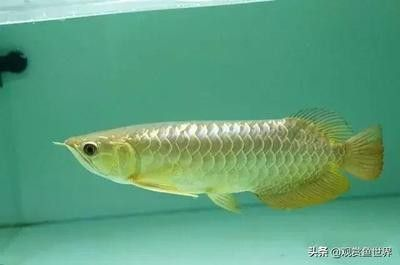 龍魚側游是什么意思