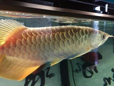 金龍魚飼料安全檢測標(biāo)準(zhǔn)：關(guān)于金龍魚飼料的安全檢測標(biāo)準(zhǔn)