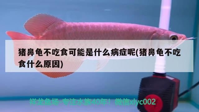豬鼻龜不吃食可能是什么病癥呢(豬鼻龜不吃食什么原因) 豬鼻龜不吃食可能是什么病癥呢(豬鼻龜不吃食什么原因) 豬鼻龜百科