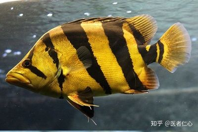60公分魚缸用什么過濾：60公分的魚缸該如何選擇合適的過濾器？ 60公分魚缸用什么過濾：60公分的魚缸該如何選擇合適的過濾器？ 魚缸百科 第1張