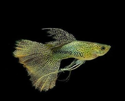 60公分魚缸用什么過濾：60公分的魚缸該如何選擇合適的過濾器？ 60公分魚缸用什么過濾：60公分的魚缸該如何選擇合適的過濾器？ 魚缸百科 第3張