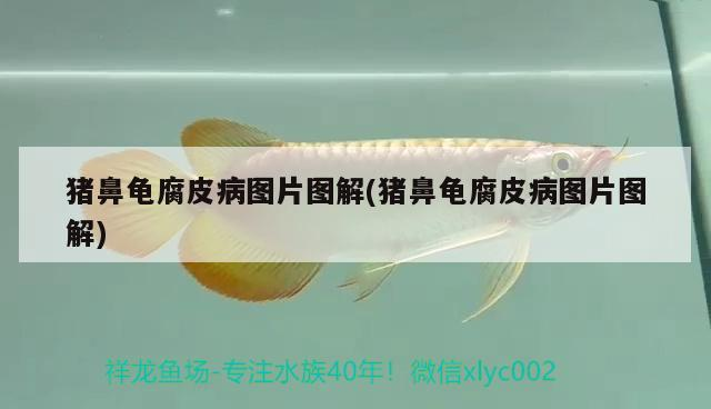 豬鼻龜腐皮病圖片圖解(豬鼻龜腐皮病圖片圖解)