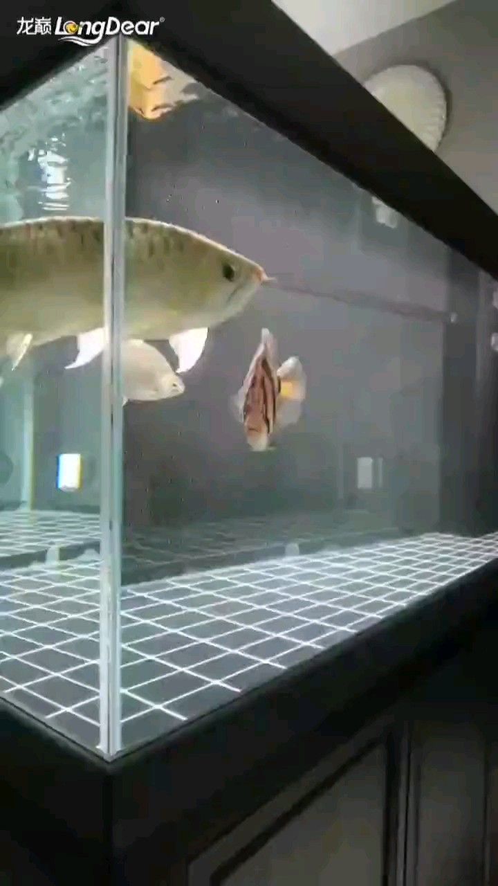 轉發533