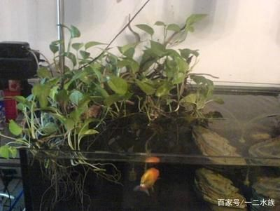 魚缸常見(jiàn)藻：如何清除魚缸里的藻類 魚缸常見(jiàn)藻：如何清除魚缸里的藻類 魚缸百科 第1張