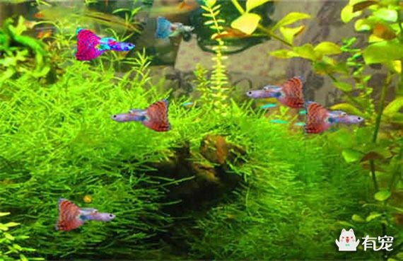 魚缸常見(jiàn)藻：如何清除魚缸里的藻類 魚缸常見(jiàn)藻：如何清除魚缸里的藻類 魚缸百科 第2張