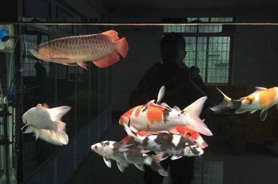 印尼小紅龍魚價格走勢圖表分析：印尼小紅龍魚價格走勢圖表分析印尼小紅龍魚價格受到多種因素影響