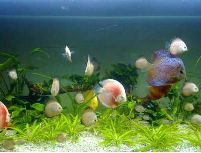 淡水哪里有賣魚缸的市場啊：淡水魚養殖的經濟價值