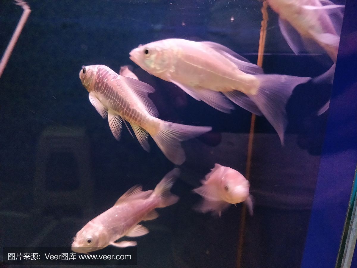 淡水哪里有賣魚缸的市場啊：淡水魚養殖的經濟價值