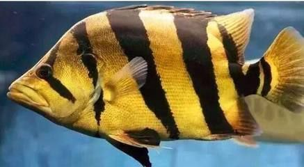 虎魚(yú)身上有白斑紅斑什么狀況引起的:虎魚(yú)身上出現(xiàn)白斑和紅斑可能是由于多種因素引起的 虎魚(yú)百科 第2張 虎魚(yú)身上有白斑紅斑什么狀況引起的:虎魚(yú)身上出現(xiàn)白斑和紅斑可能是由于多種因素引起的 虎魚(yú)身上有白斑紅斑什么狀況引起的:虎魚(yú)身上出現(xiàn)白斑和紅斑可能是由于多種因素引起的 虎魚(yú)百科 第2張