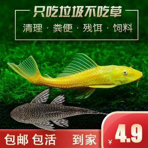 大帆魚清理魚缸嗎：大帆魚可以幫助清理魚缸嗎？