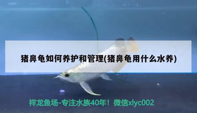 豬鼻龜如何養護和管理(豬鼻龜用什么水養)