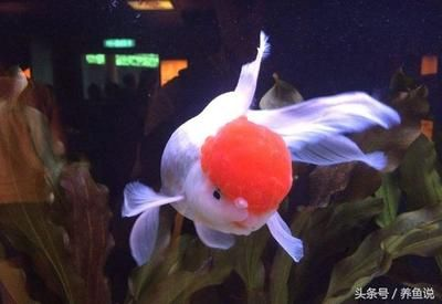 大型魚缸壽命：大型魚缸的壽命與其材質(zhì)、維護(hù)情況以及使用環(huán)境等因素密切相關(guān)