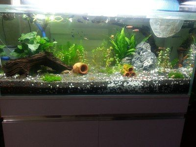 大型魚缸壽命：大型魚缸的壽命與其材質(zhì)、維護(hù)情況以及使用環(huán)境等因素密切相關(guān)