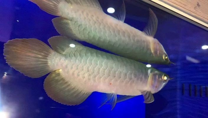 龍魚外寄vs祥龍魚場：“龍魚外寄”和“祥龍魚場”對比龍魚市場價格趨勢