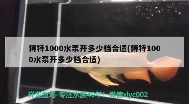 博特1000水泵開多少檔合適(博特1000水泵開多少檔合適)