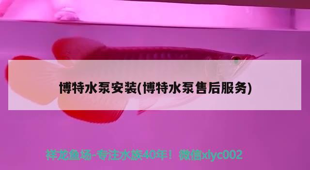 我的虎魚真菌感染了要怎么處理 博特水泵安裝(博特水泵售后服務) 博特水族 博特水泵安裝(博特水泵售后服務) 博特水泵安裝(博特水泵售后服務) 博特水族