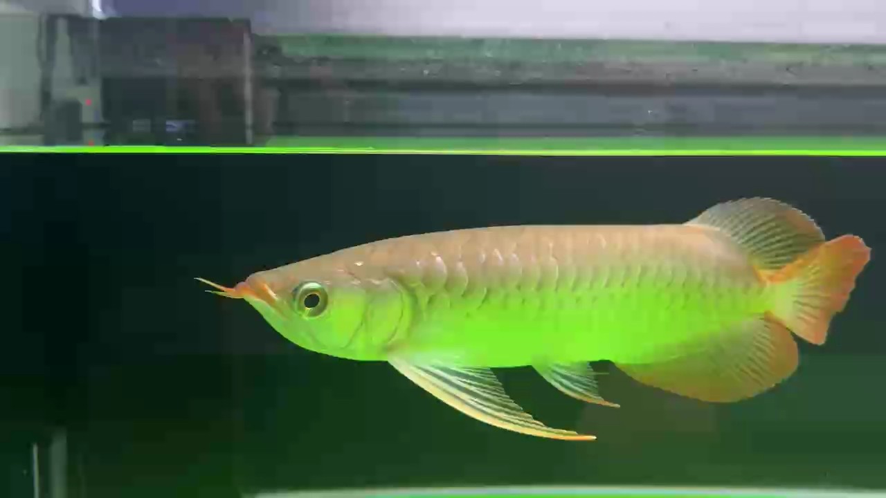 雖然手機(jī)只是拍出50%的畫面，但飛機(jī)仔實(shí)魚看，鱗片上的鱗粉真的好綠，原因我是一直用綠底飼養(yǎng)！[ciya]