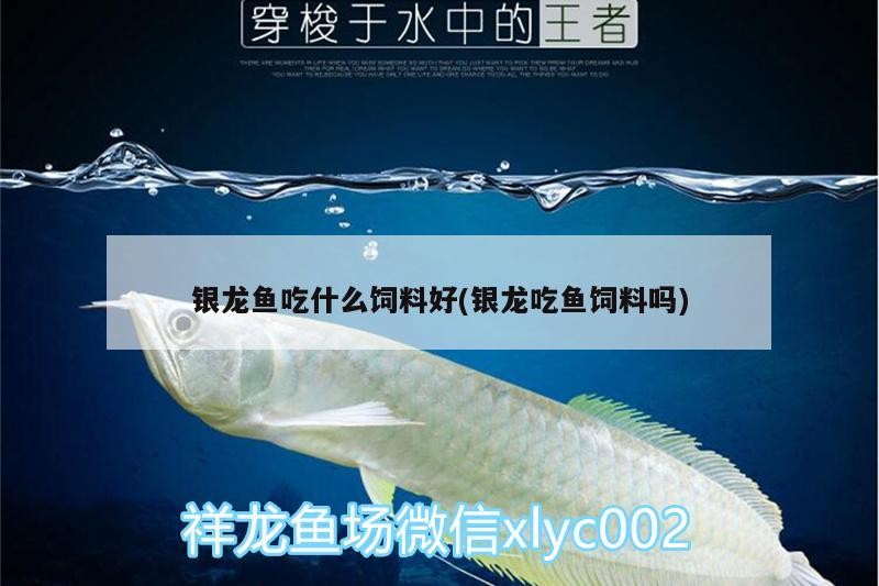 銀龍魚(yú)吃什么飼料好(銀龍吃魚(yú)飼料嗎)