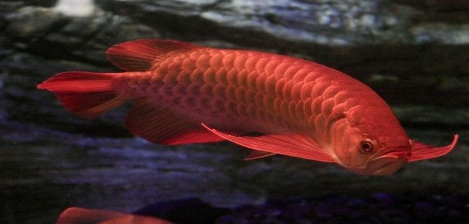 紅龍魚的介紹詞怎么寫:紅龍魚最佳飼養(yǎng)環(huán)境,紅龍魚繁殖技巧分享 紅龍魚百科 第2張 紅龍魚的介紹詞怎么寫:紅龍魚最佳飼養(yǎng)環(huán)境,紅龍魚繁殖技巧分享 紅龍魚的介紹詞怎么寫:紅龍魚最佳飼養(yǎng)環(huán)境,紅龍魚繁殖技巧分享 紅龍魚百科 第2張