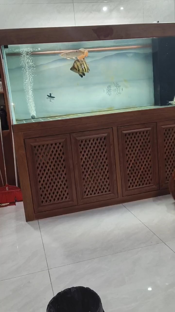 金龍到家第一個月