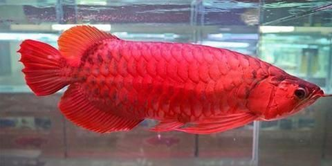 養紅龍魚燈怎樣擺放最好：養紅龍魚時，燈的擺放非常重要