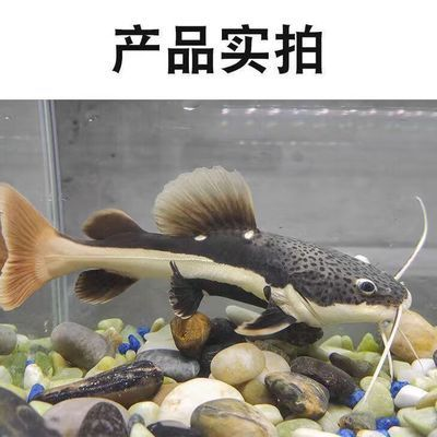 龍魚拼命撞缸vs祥龍魚場：龍魚拼命撞擊魚缸的原因分析 龍魚拼命撞缸vs祥龍魚場：龍魚拼命撞擊魚缸的原因分析 vs祥龍魚場 第5張
