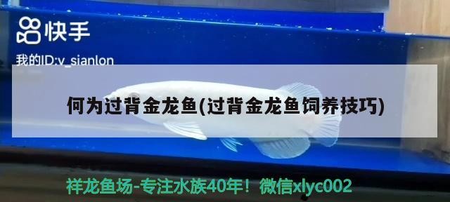 何為過(guò)背金龍魚(過(guò)背金龍魚飼養(yǎng)技巧)
