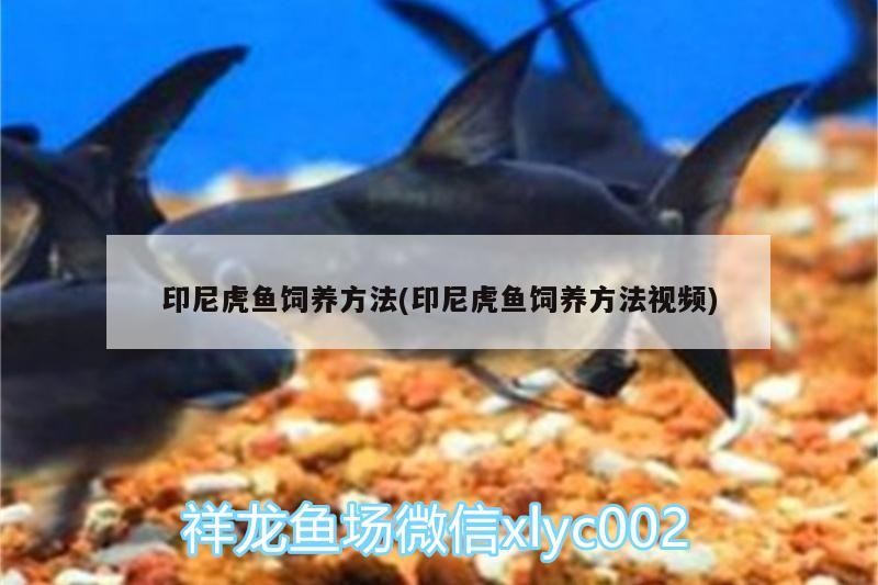 印尼虎魚飼養方法(印尼虎魚飼養方法視頻) 印尼虎魚飼養方法(印尼虎魚飼養方法視頻) 虎魚百科