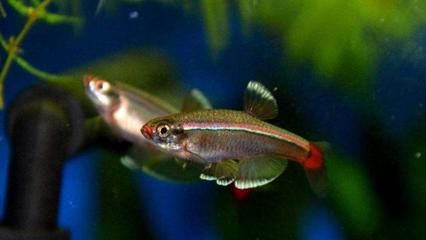 觀賞魚治病時可以喂食嗎（水族箱生態系統的構建與維護）