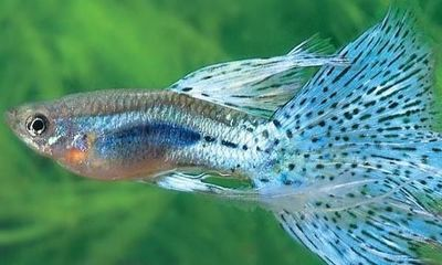 觀賞魚治病時可以喂食嗎（水族箱生態系統的構建與維護）
